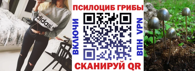 ссылка на мегу как зайти  Кропоткин  Галлюциногенные грибы мицелий 